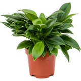 Philodendron Green Princess, 25 cm la livrare, in ghiveci Ø 12 cm