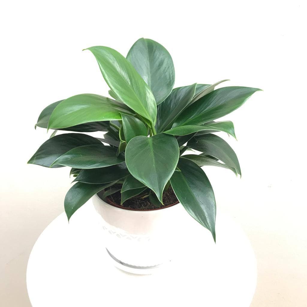 Philodendron Green Princess, 25 cm la livrare, in ghiveci Ø 12 cm