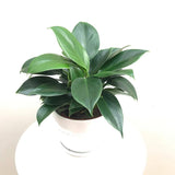 Philodendron Green Princess, 25 cm la livrare, in ghiveci Ø 12 cm