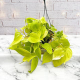 Philodendron Lime - 50 cm - VERDENA-50 cm inaltime, livrat in ghiveci de 1.5 l