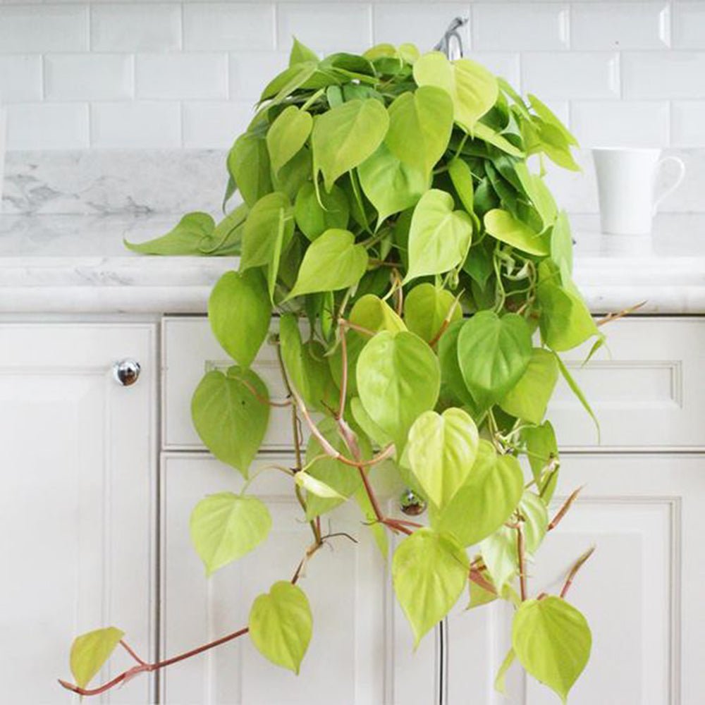 Philodendron Lime - 50 cm - VERDENA-50 cm inaltime, livrat in ghiveci de 1.5 l