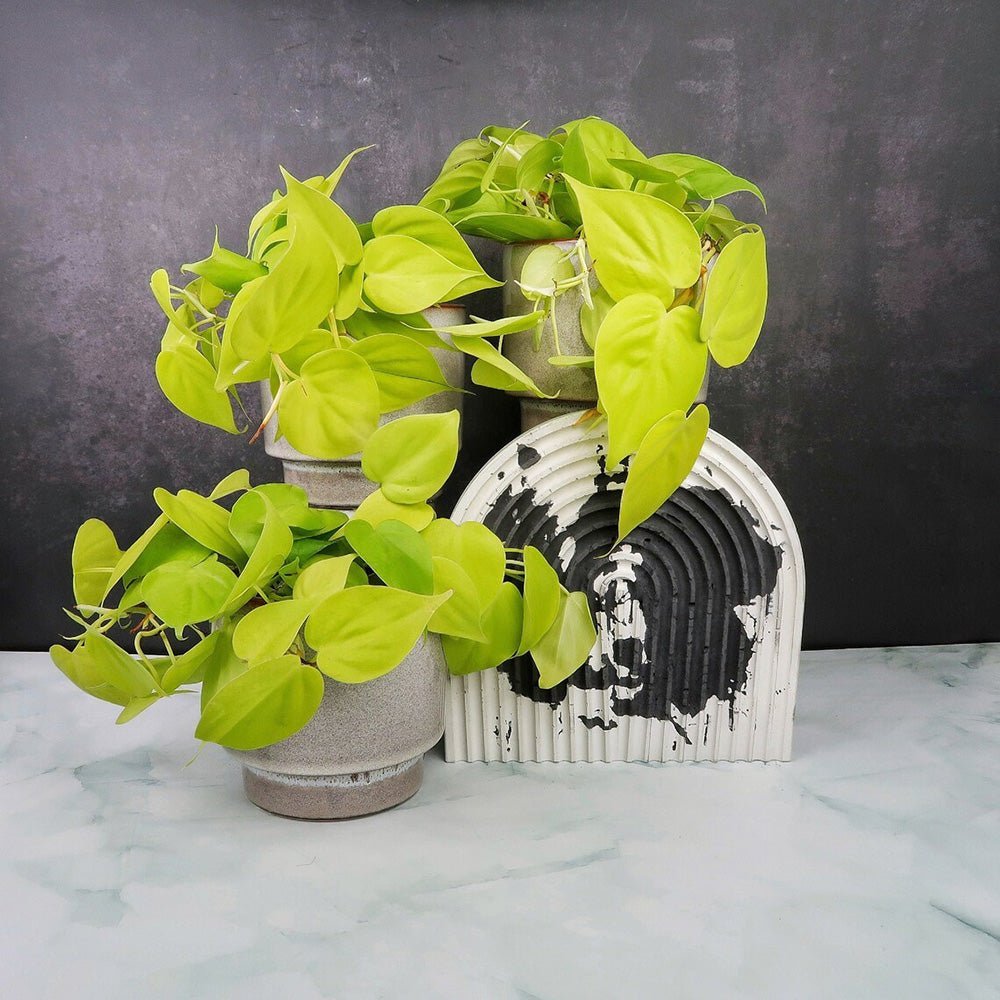 Philodendron Lime - 50 cm - VERDENA-50 cm inaltime, livrat in ghiveci de 1.5 l