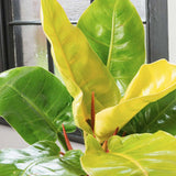 Philodendron Moonshine - 30 cm - VERDENA-30 cm inaltime, livrat in ghiveci de 1.2 l