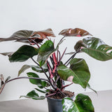 Philodendron Pink Princess - 30 cm - VERDENA-30 cm inaltime, livrat in ghiveci de 1.2 l