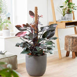 Philodendron Pink Princess - 30 cm - VERDENA-30 cm inaltime, livrat in ghiveci de 1.2 l