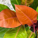 Philodendron Prince of Orange - 45 cm - VERDENA-45 cm inaltime, livrat in ghiveci de 3 l