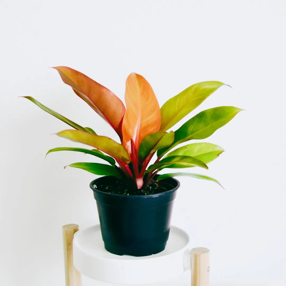 Philodendron Prince of Orange - 60 cm - VERDENA-60 cm inaltime, livrat in ghiveci de 4 l