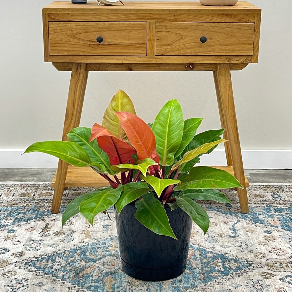 Philodendron Prince of Orange - 90 cm - VERDENA-90 cm inaltime, livrat in ghiveci de 17 l