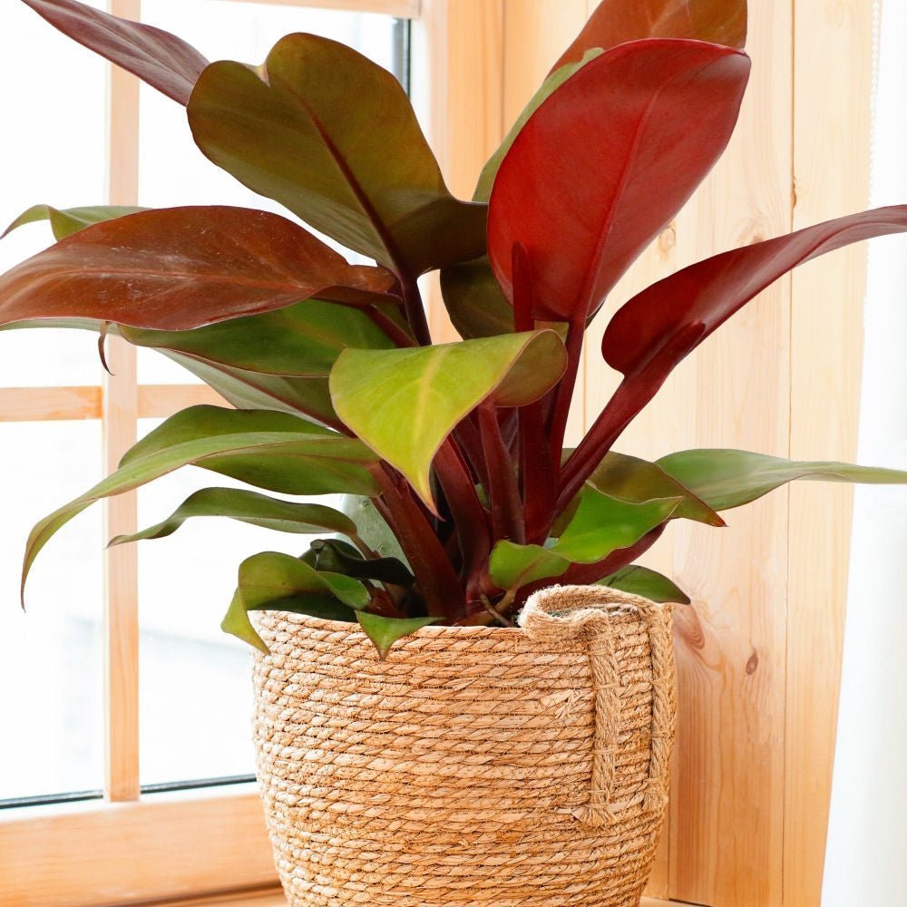 Philodendron Prince of Orange - 90 cm - VERDENA-90 cm inaltime, livrat in ghiveci de 17 l