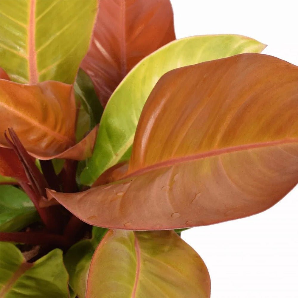 Philodendron Prince of Orange - 90 cm - VERDENA-90 cm inaltime, livrat in ghiveci de 17 l