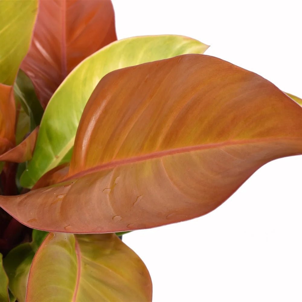 Philodendron Prince of Orange - 90 cm - VERDENA-90 cm inaltime, livrat in ghiveci de 17 l