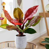 Philodendron Prince of Orange - 90 cm - VERDENA-90 cm inaltime, livrat in ghiveci de 17 l