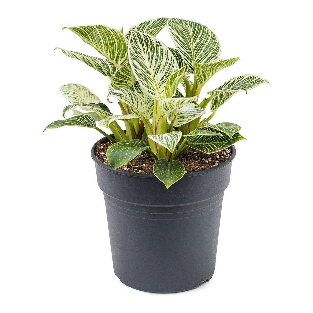 Philodendron White Wave, 25 cm la livrare, in ghiveci Ø 12 cm