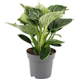 Philodendron White Wave, 25 cm la livrare, in ghiveci Ø 12 cm