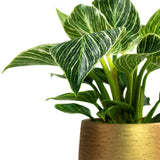 Philodendron White Wave, 25 cm la livrare, in ghiveci Ø 12 cm