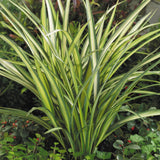 Black Friday - Reduceri Phormium Cream Delight Promotie