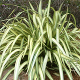 Black Friday - Reduceri Phormium Cream Delight Promotie