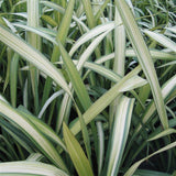 Black Friday - Reduceri Phormium Cream Delight Promotie