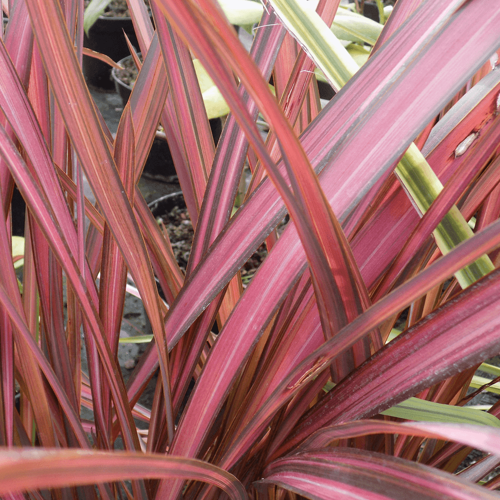 Phormium Evening Glow, 35-45 cm inaltime, in ghiveci de 1.3L