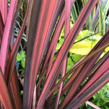 Phormium Evening Glow, 35-45 cm inaltime, in ghiveci de 1.3L