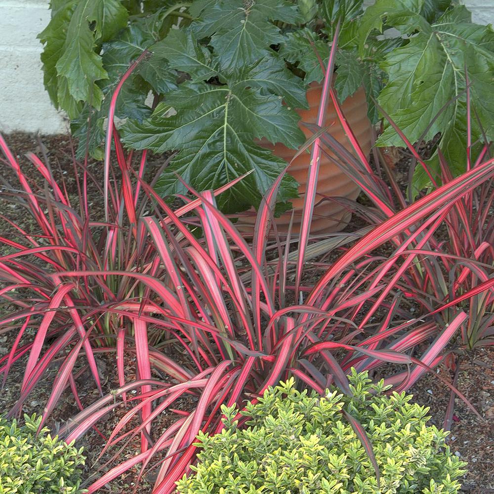 Phormium Evening Glow, 35-45 cm inaltime, in ghiveci de 1.3L