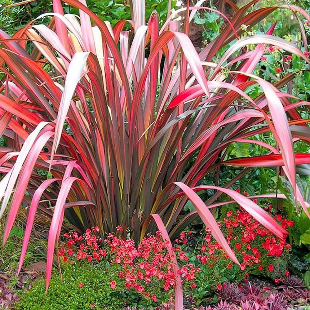 Phormium Evening Glow, 35-45 cm inaltime, in ghiveci de 1.3L