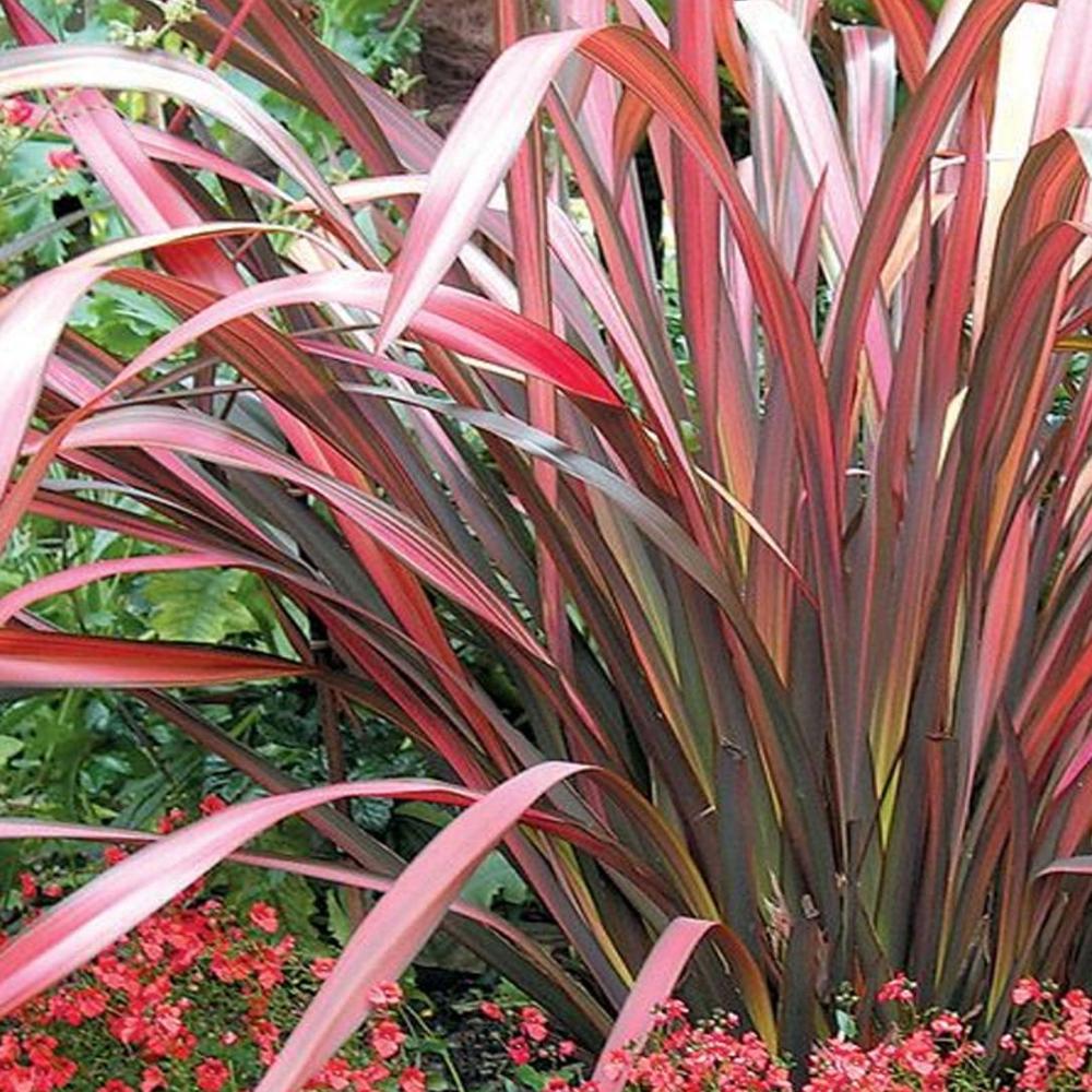 Phormium Evening Glow, 35-45 cm inaltime, in ghiveci de 1.3L