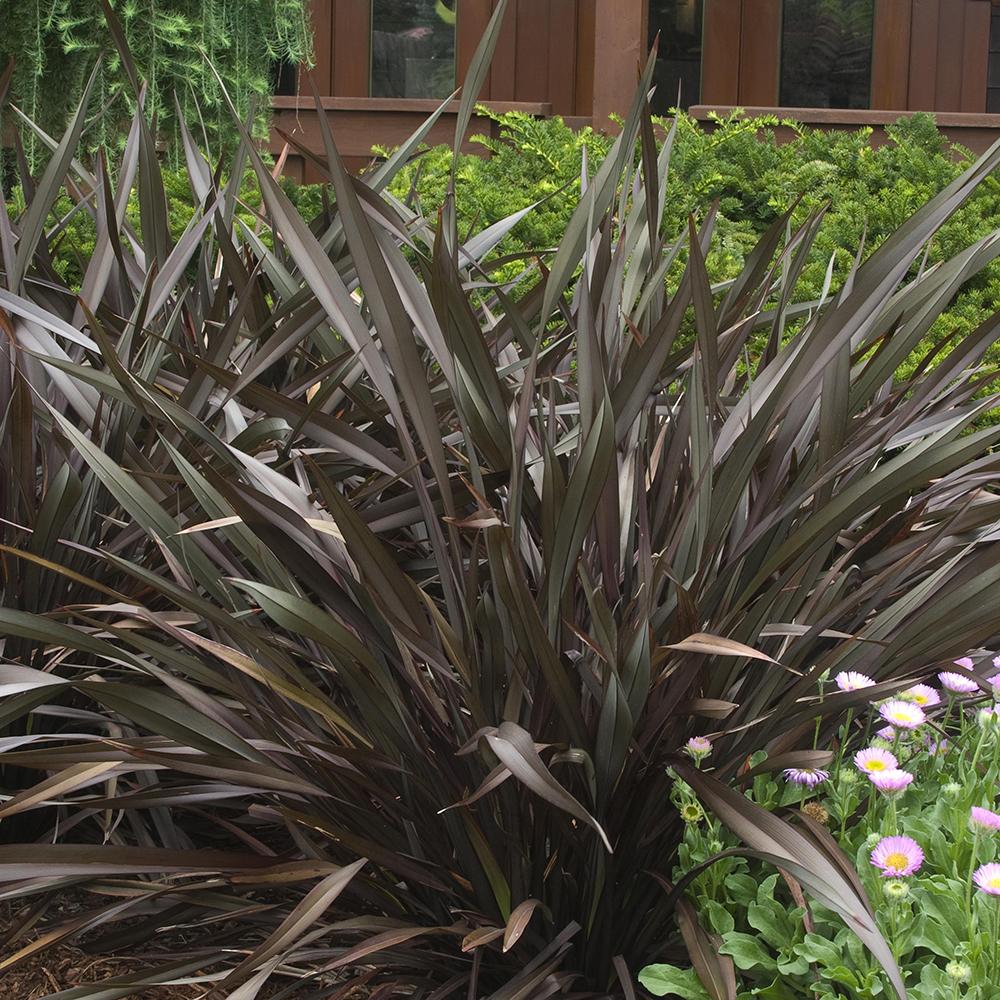 Black Friday - Reduceri Phormium Platts Black Promotie