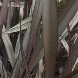 Black Friday - Reduceri Phormium Platts Black Promotie