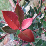 Photinia Chico, 20-25 cm inaltime, in ghiveci de 2L