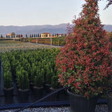 Photinia fraseri Little Red Robin cone - VERDENA-120 cm inaltime livrat in ghiveci cu Ø de 40 cm