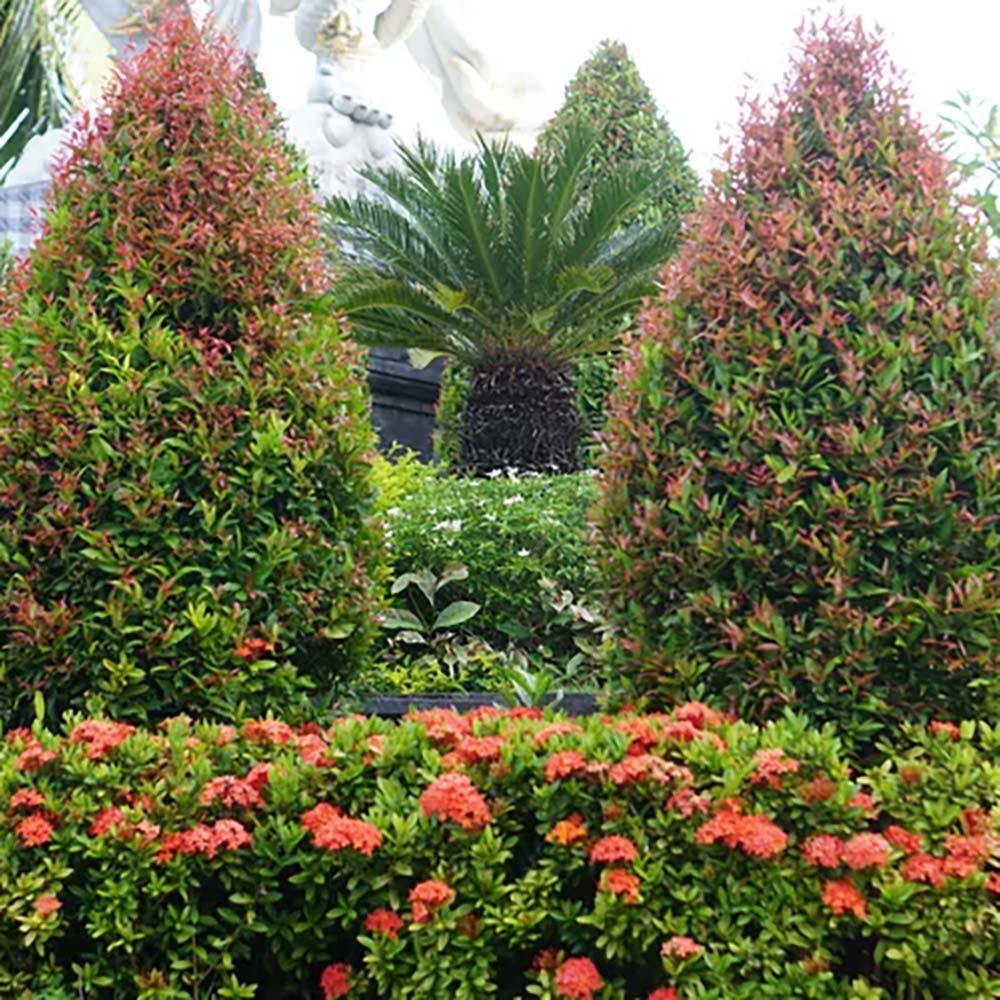 Photinia Fraseri Little Red Robin Cone - VERDENA-120 cm inaltime livrat in ghiveci cu Ø de 40 cm