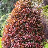 Photinia fraseri Little Red Robin cone - VERDENA-120 cm inaltime livrat in ghiveci cu Ø de 40 cm