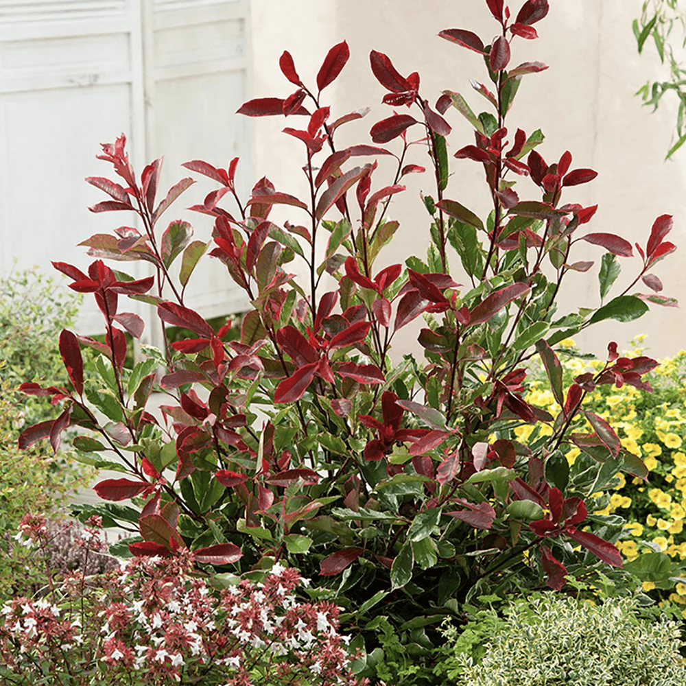 Photinia Pink Marble - VERDENA-120-125 cm inaltime livrat in ghiveci de 10 L