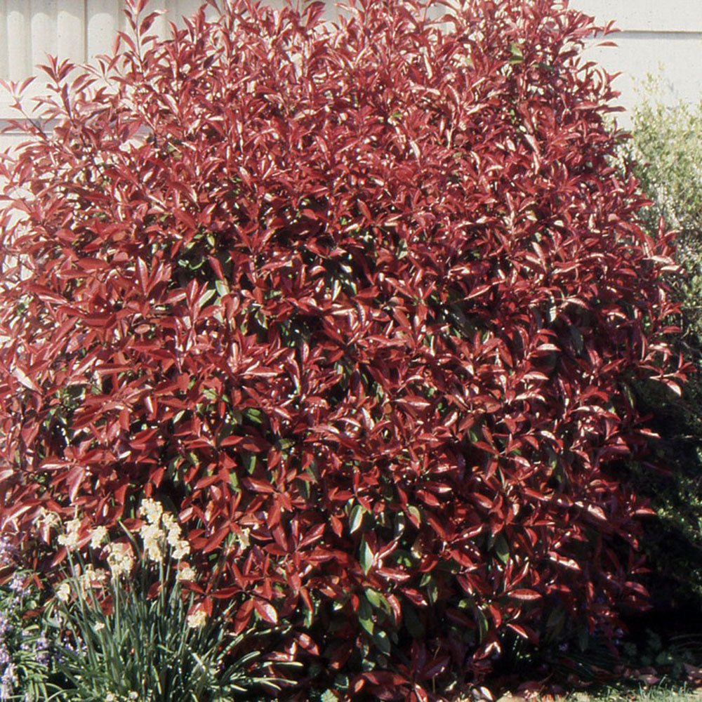 Photinia Pink Marble - VERDENA-120-125 cm inaltime livrat in ghiveci de 10 L