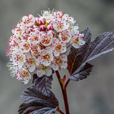 Physocarpus opulifolius Little Devil - VERDENA-50 cm la livrare in ghiveci de 21 cm