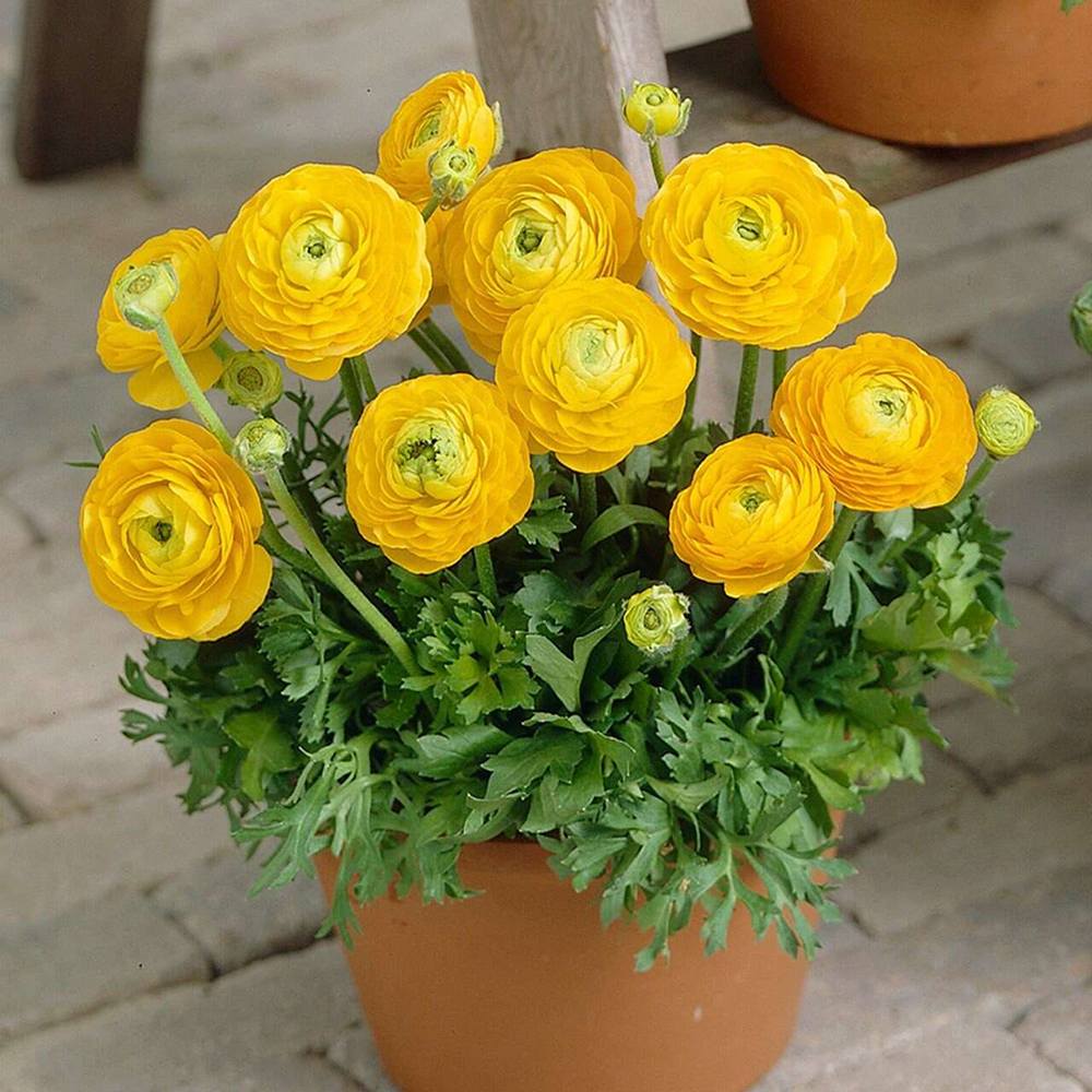 Black Friday - Reduceri Piciorul Cocosului (Ranunculus) galben - 3 bulbi per ghiveci Promotie