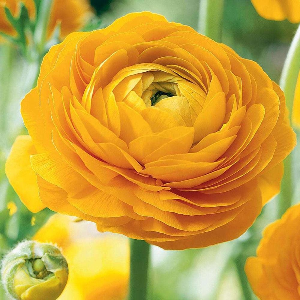 Black Friday - Reduceri Piciorul Cocosului (Ranunculus) galben - 3 bulbi per ghiveci Promotie