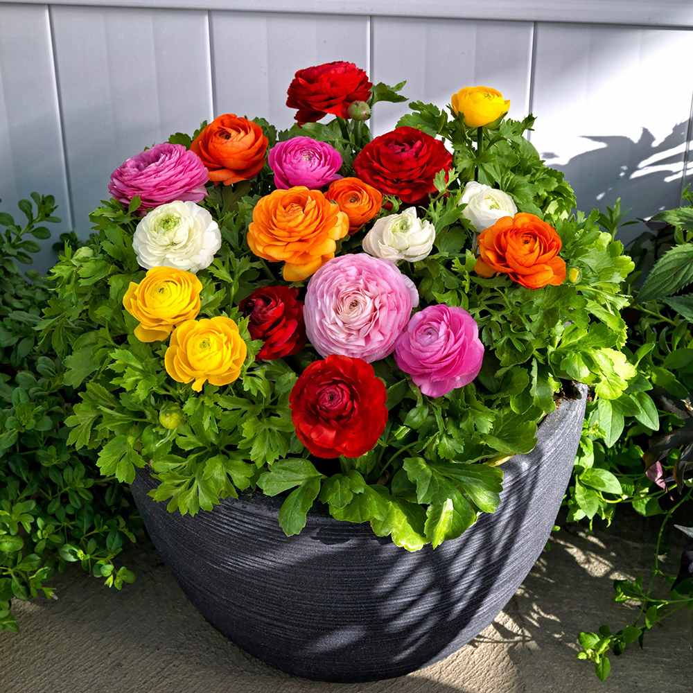 Piciorul Cocosului (Ranunculus) portocaliu - 3 bulbi per ghiveci - VERDENA-17 cm inaltime, livrat in ghiveci de 1 l