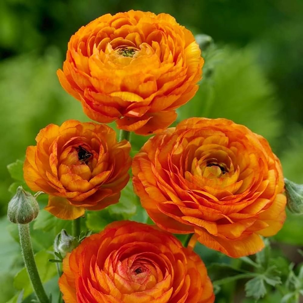 Piciorul Cocosului (Ranunculus) portocaliu - 3 bulbi per ghiveci - VERDENA-17 cm inaltime, livrat in ghiveci de 1 l