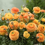 Piciorul Cocosului (Ranunculus) portocaliu deschis - 3 bulbi per ghiveci - VERDENA-17 cm inaltime, livrat in ghiveci de 1 l