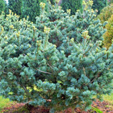 Pin alb japonez Pinus parviflora Negishi - VERDENA-30 cm inaltime, livrat in ghiveci de 4 l