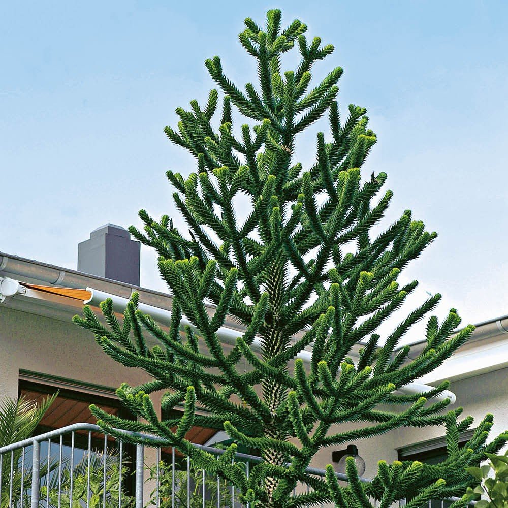 Pin Chilian (Araucaria Araucana) - VERDENA-25-35 cm inaltime, livrat in ghiveci de 4 l