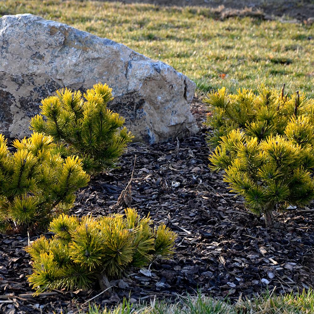 Pin de munte (Jneapan) Carstens Wintergold - VERDENA-30- 40 inaltime, in ghiveci de CoL