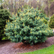 Pin Japonez (Pinus Parvifolia) Bergman - VERDENA-40-50 cm inaltime, livrat in ghiveci de 7.5 l