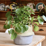 Planta Banilor (Pilea peperomioides) - 25 cm - VERDENA-20-25 cm la livrare, in ghiveci de Ø 13 cm