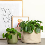 Planta Banilor (Pilea Peperomioides) - 25 cm - VERDENA-20-25 cm inaltime, livrat in ghiveci de 1.3 l