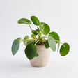 Planta Banilor (Pilea Peperomioides) - 25 cm