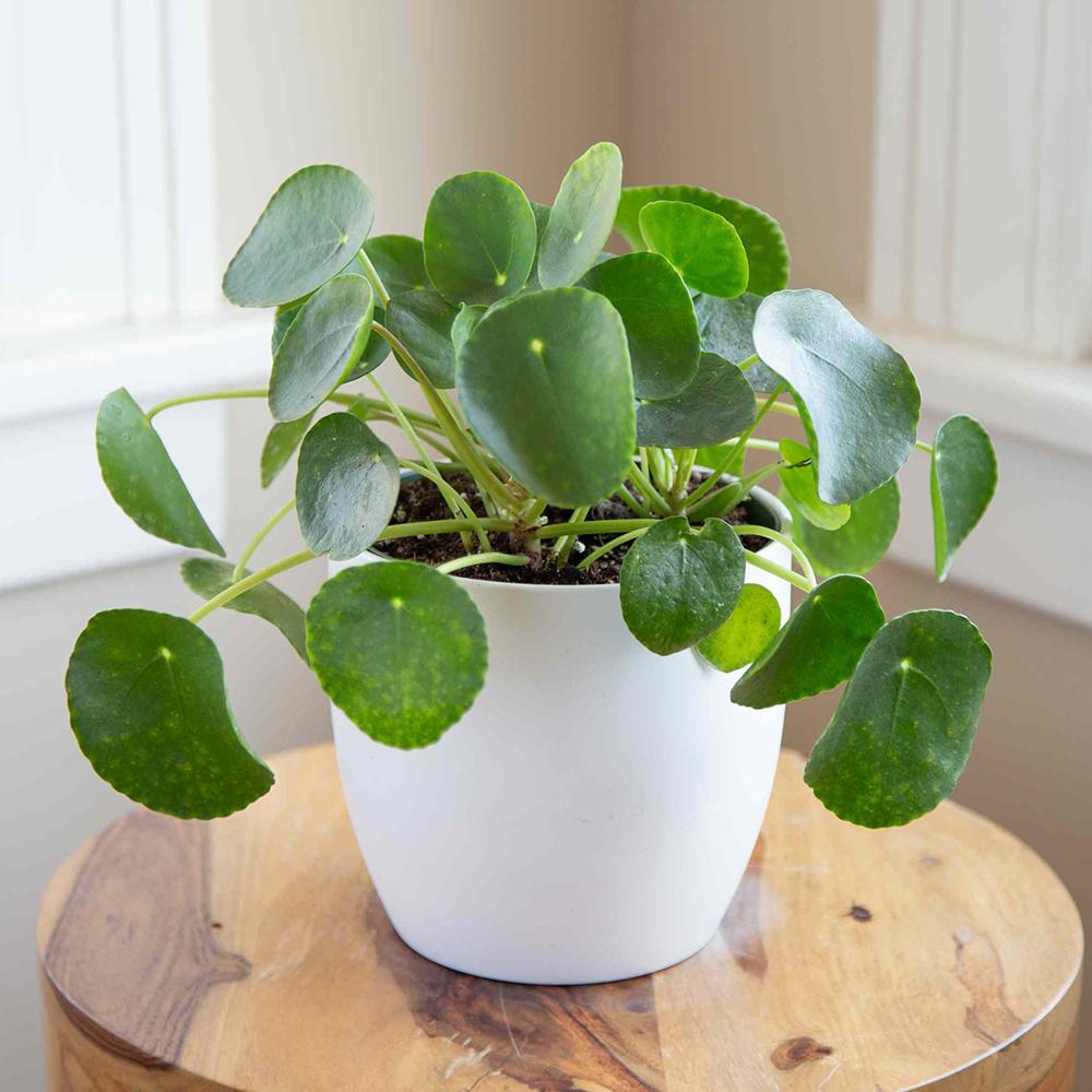 Planta Banilor (Pilea peperomioides), 25 cm la livrare, in ghiveci de Ø  13 cm