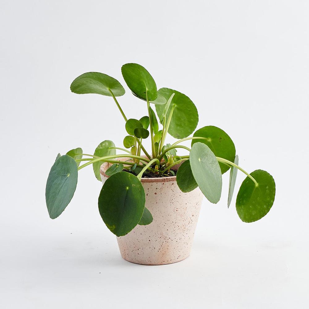 Black Friday - Reduceri Planta Banilor (Pilea Peperomioides) - 30 cm Promotie